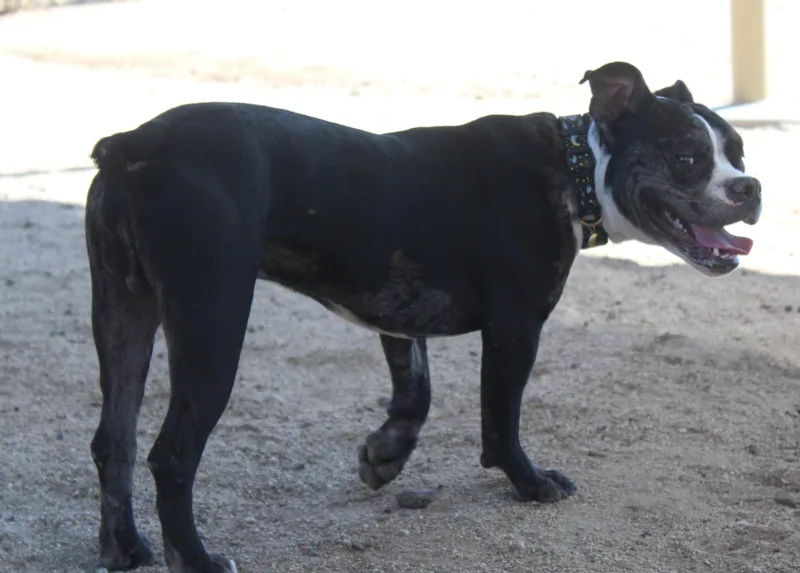 An adult medium-sized male Black Bulldog dog named Serpico for adoption in Yucca Valley, CA