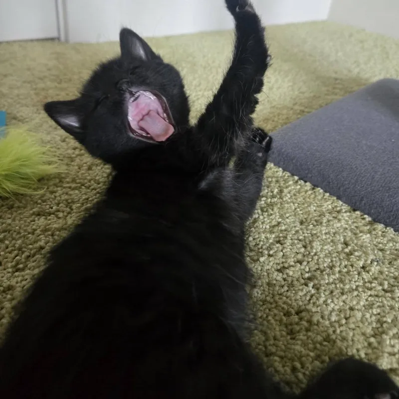 A baby small-sized male Domestic Long Hair cat named Elvis for adoption in West Olive, MI