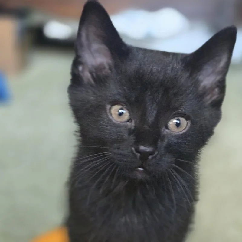 Elvis thumbnail 3