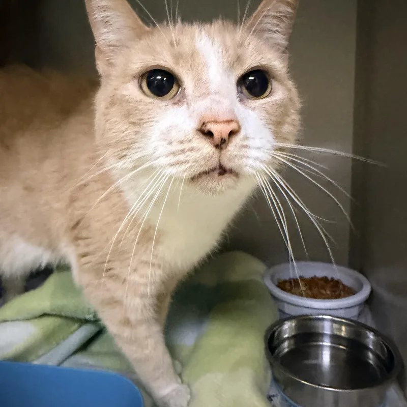 An adult medium-sized male Buff & White Domestic Short Hair cat named Ace for adoption in Pottsville, PA
