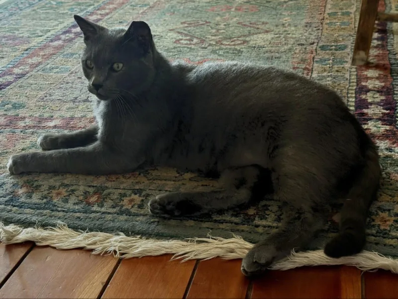 An adult medium-sized male Domestic Short Hair cat named Romeo for adoption in San Jose, CA