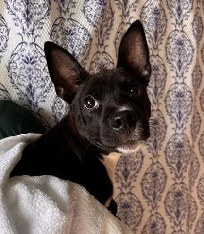 A baby small-sized male Mixed Breed dog named Wolverine for adoption in Honolulu, HI