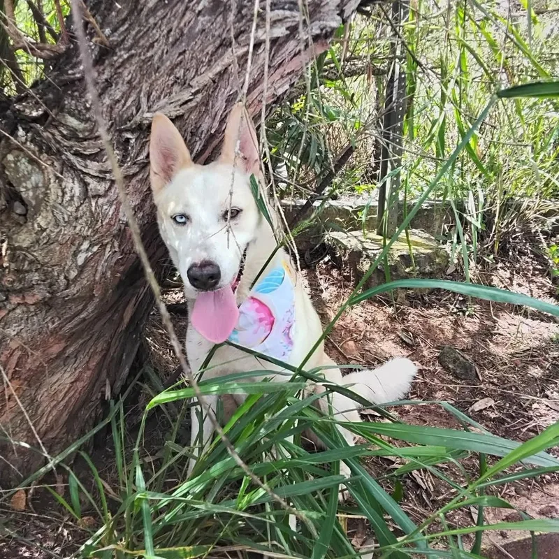 An adult medium-sized female Husky dog named Lluvia for adoption in Albion, NY