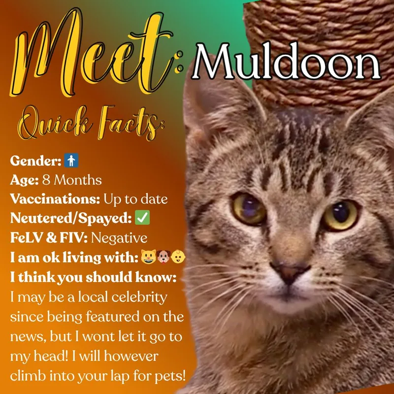 Muldoon thumbnail 6