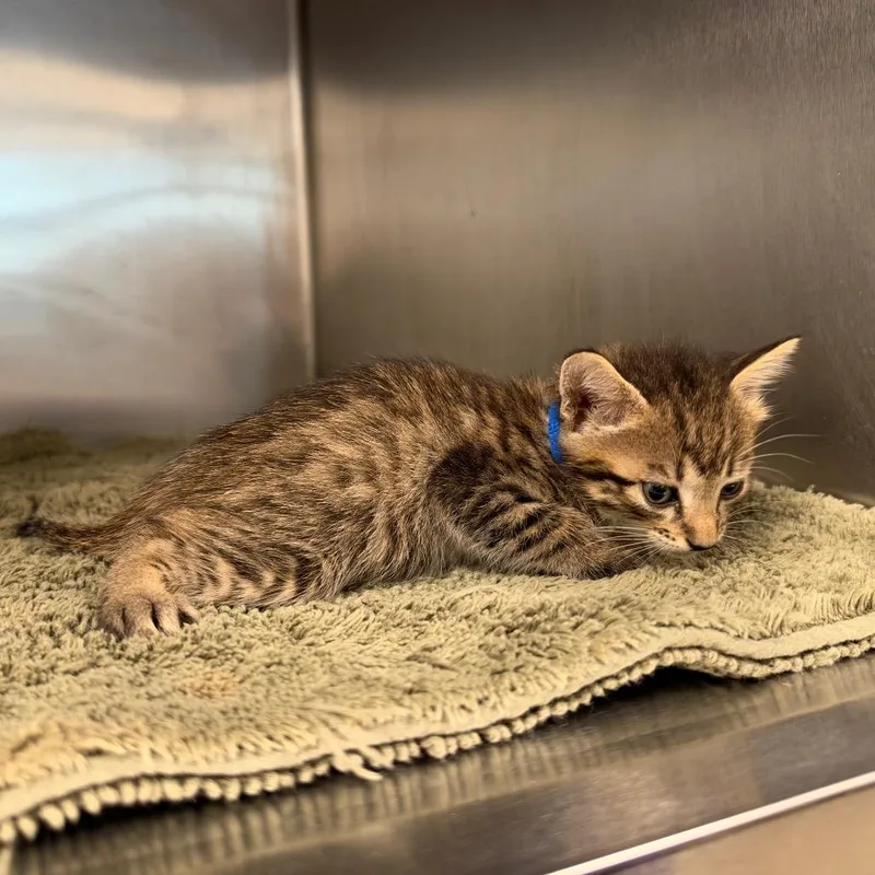A baby small-sized male Brown / Chocolate Domestic Short Hair cat named Bones for adoption in League City, TX