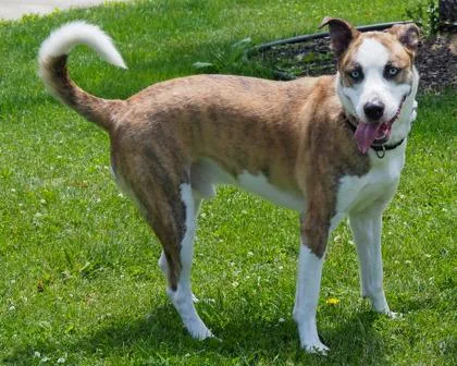 An adult large-sized male Mixed Breed dog named Jester for adoption in West Seneca, NY
