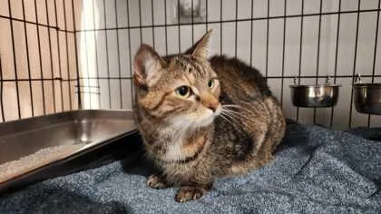 An adult medium-sized female Domestic Medium Hair cat named Sandy for adoption in Ringoes, NJ