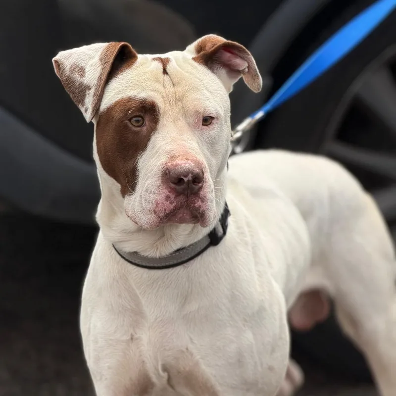 An adult large-sized male White / Cream Mixed Breed dog named Luca Doncic for adoption in Philadelphia, PA