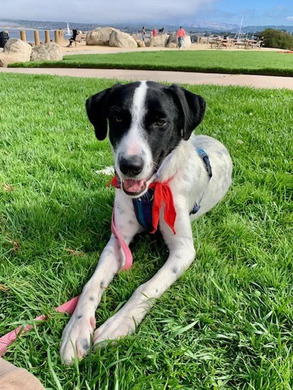 An adult medium-sized female Border Collie dog named Spot for adoption in Monterey, CA