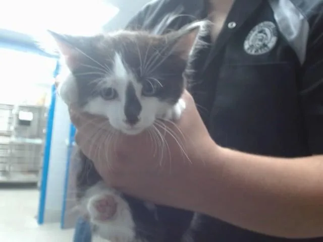 A baby small-sized male Domestic Short Hair cat named Kirby for adoption in Albuquerque, NM