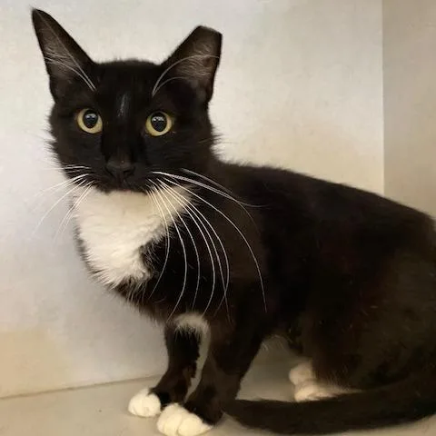 An adult medium-sized female Black Domestic Short Hair cat named Nova for adoption in Dayton, OH