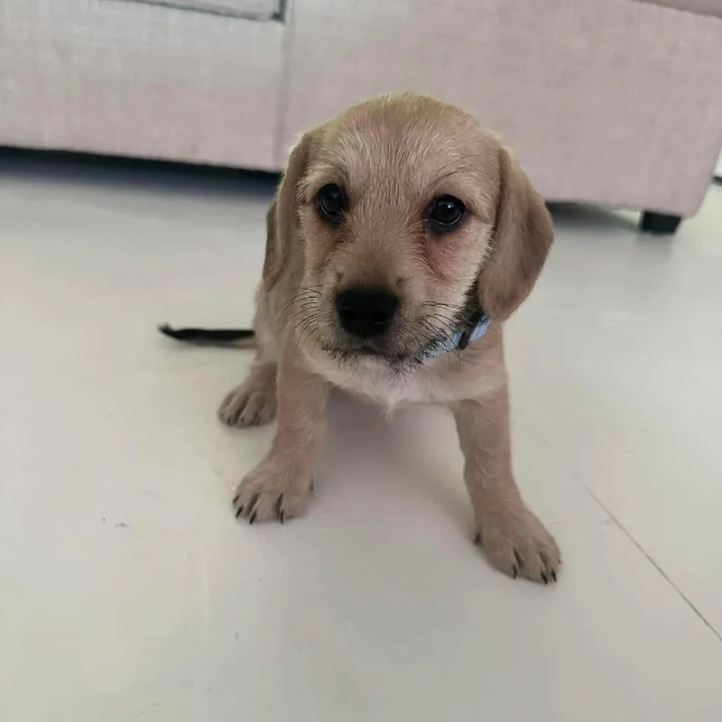 A baby small-sized female Black Dachshund dog named Sadie Jo for adoption in Overland Park, KS