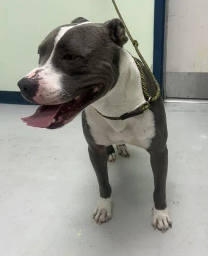 An adult large-sized male Mixed Breed dog named Dutch for adoption in Savannah, GA