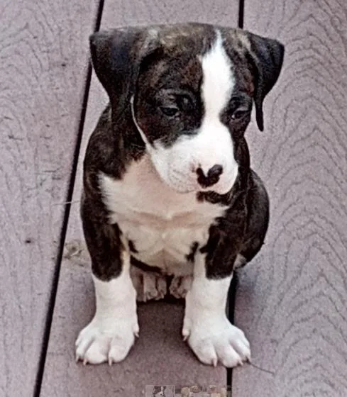 A baby small-sized female Pit Bull Terrier dog named Queenie for adoption in Colorado Springs, CO