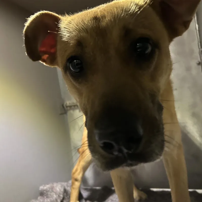 An adult small-sized male Yellow / Tan / Blond / Fawn Shepherd dog named Cappone for adoption in Greensboro, NC