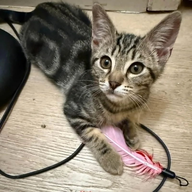 A baby small-sized male Tabby cat named Kai for adoption in Antioch, CA