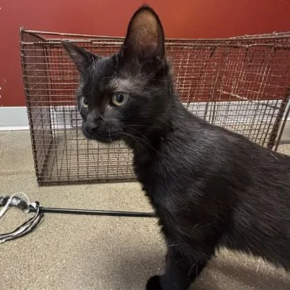 A young medium-sized female Domestic Short Hair cat named Lady Bug for adoption in Janesville, WI