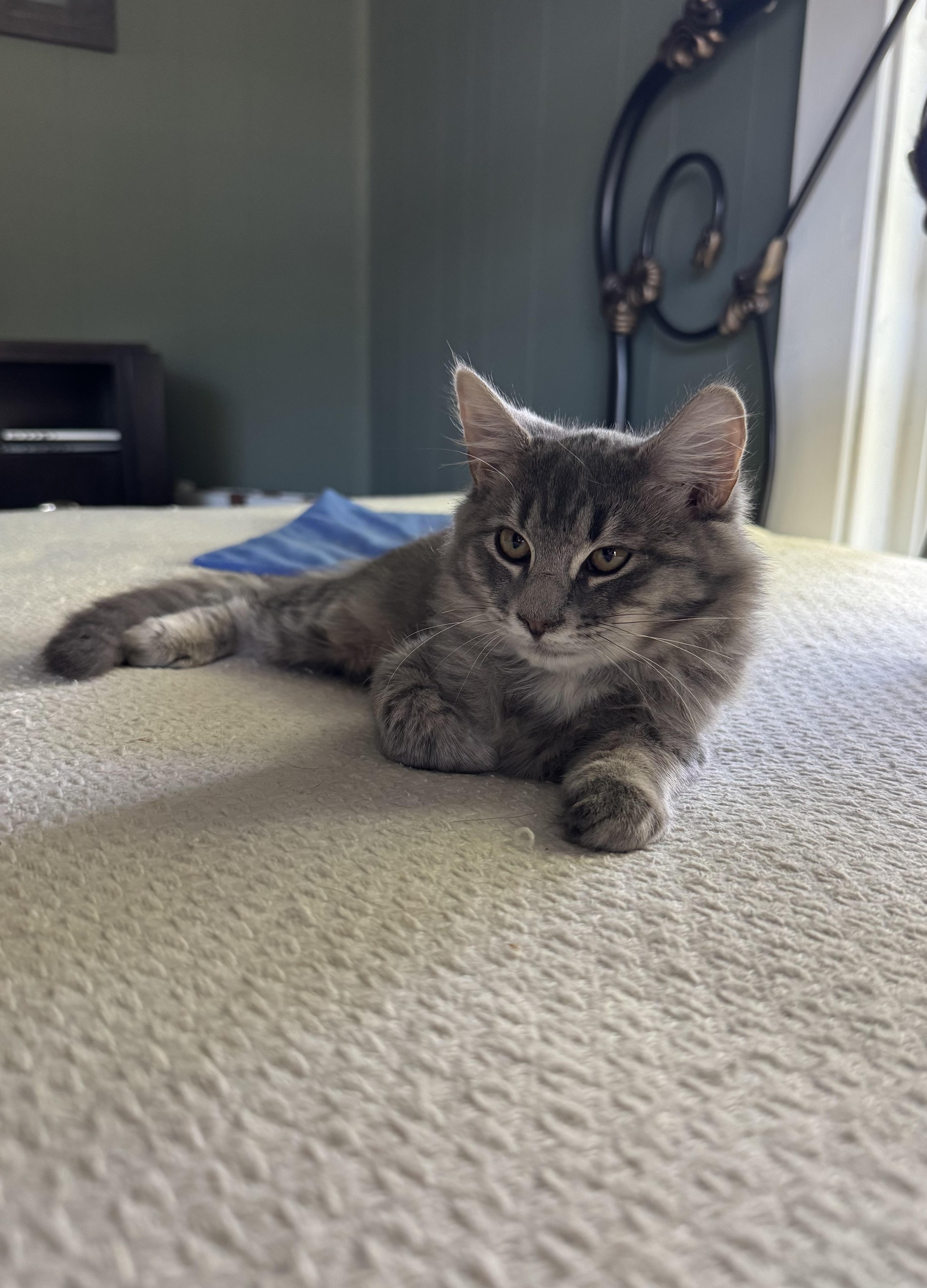 A baby small-sized female Gray / Blue / Silver Domestic Medium Hair cat named Hash Brown for adoption in Nashville, TN
