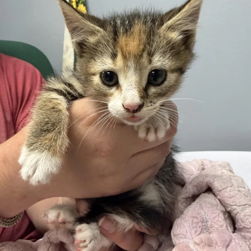 A baby small-sized female Calico Domestic Short Hair cat named Morita for adoption in Marion, VA