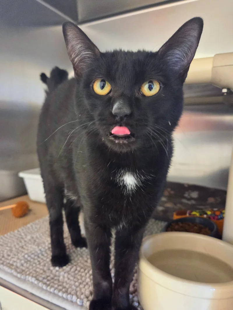 Peppercorn thumbnail 2