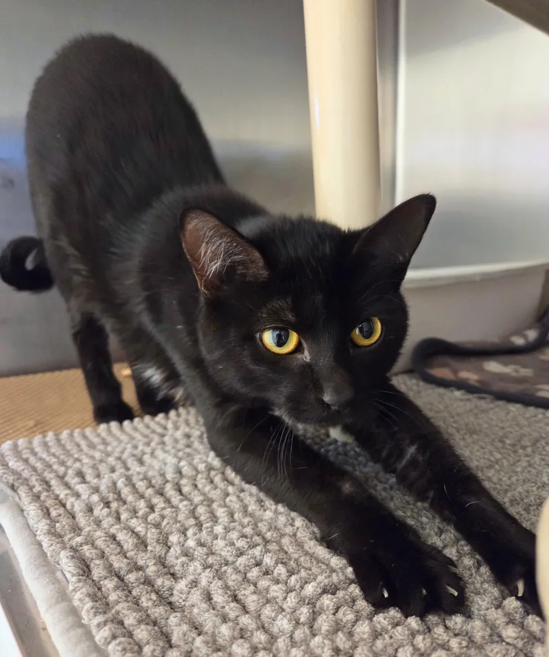 Peppercorn thumbnail 3