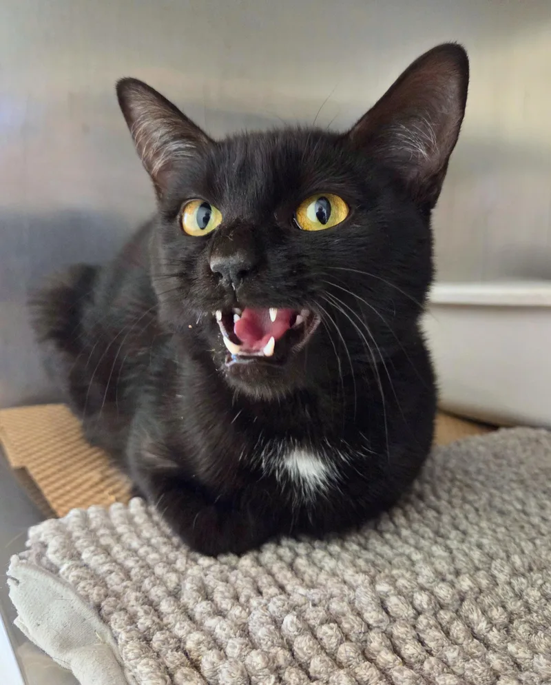 Peppercorn thumbnail 4