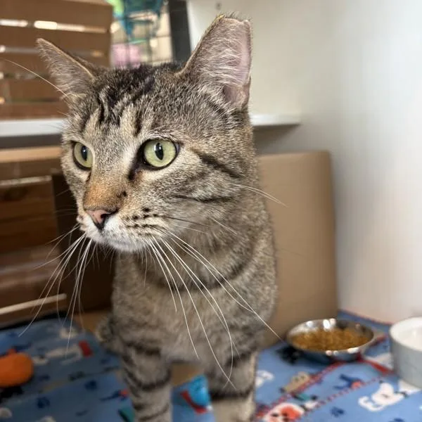 An adult medium-sized male Domestic Short Hair cat named Bart for adoption in Des Moines, IA