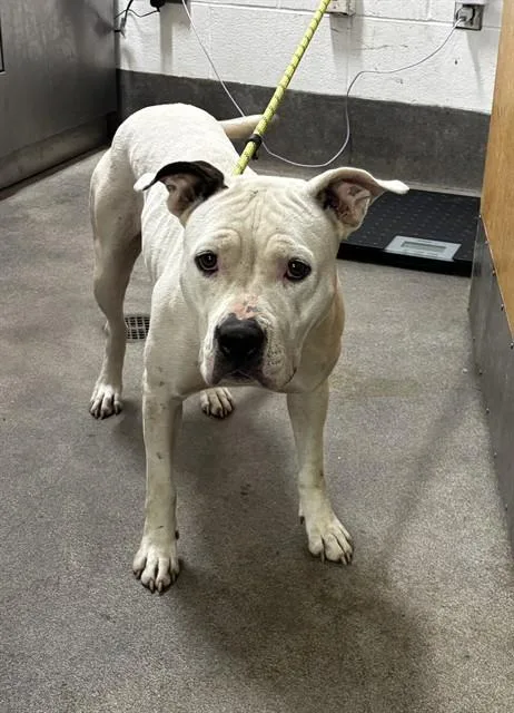 An adult medium-sized female Pit Bull Terrier dog named Kita for adoption in Upper Marlboro, MD