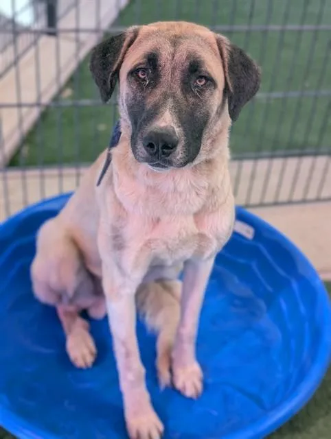 A young large-sized male Anatolian Shepherd dog named Lucius for adoption in Sacramento, CA