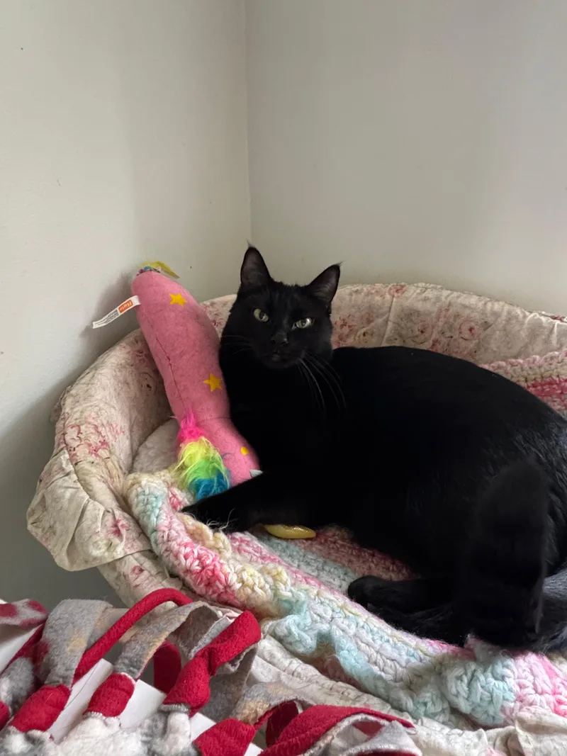 A young medium-sized female Black Domestic Short Hair cat named Chalupabonded With Gordita for adoption in Oak Forest, IL