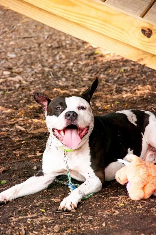 An adult large-sized male Gray / Blue / Silver Mixed Breed dog named Magic Man for adoption in Cincinnati, OH