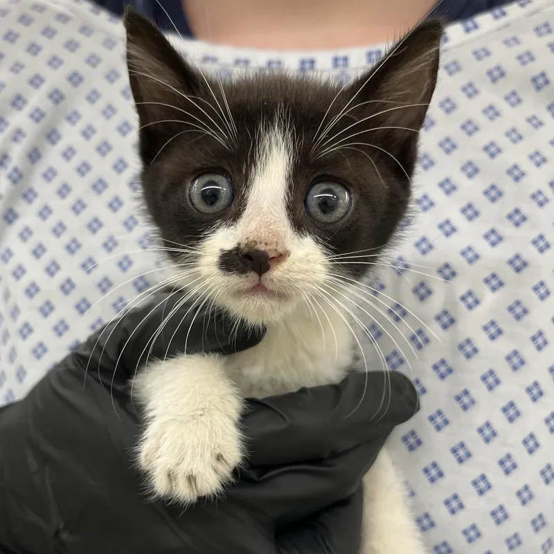 A baby small-sized male Black Domestic Short Hair cat named Trevor for adoption in West Palm Beach, FL
