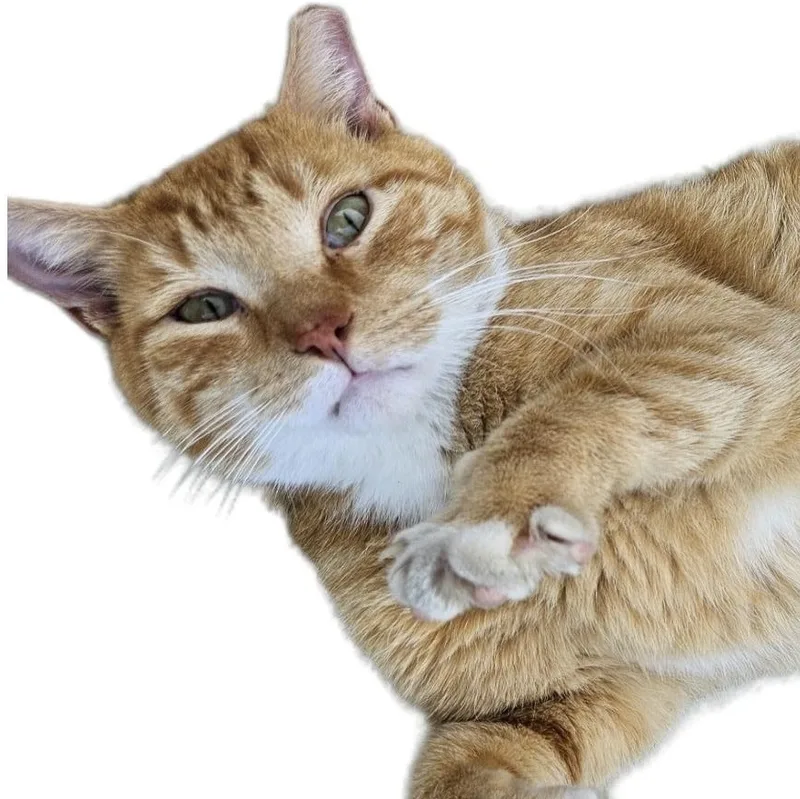 An adult large-sized male Tabby (Orange / Red) Domestic Short Hair cat named Unc Parkside for adoption in Philadelphia, PA