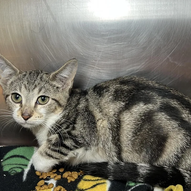 A baby small-sized female Brown / Chocolate Domestic Short Hair cat named Sand Castle for adoption in Matteson, IL