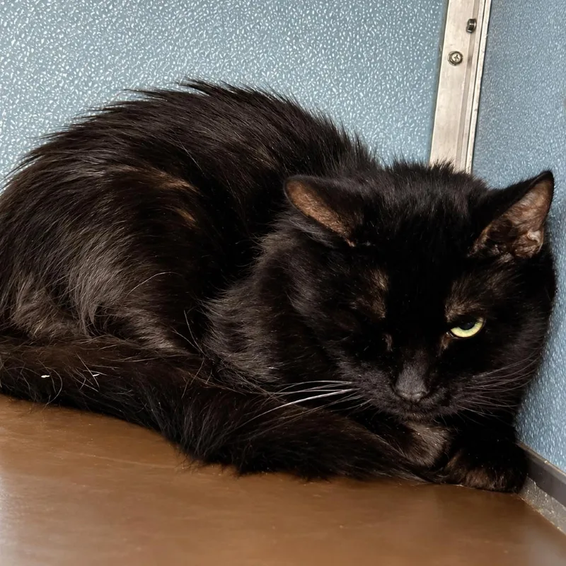 A young medium-sized male Black Domestic Long Hair cat named Jiggly for adoption in Uniontown, PA