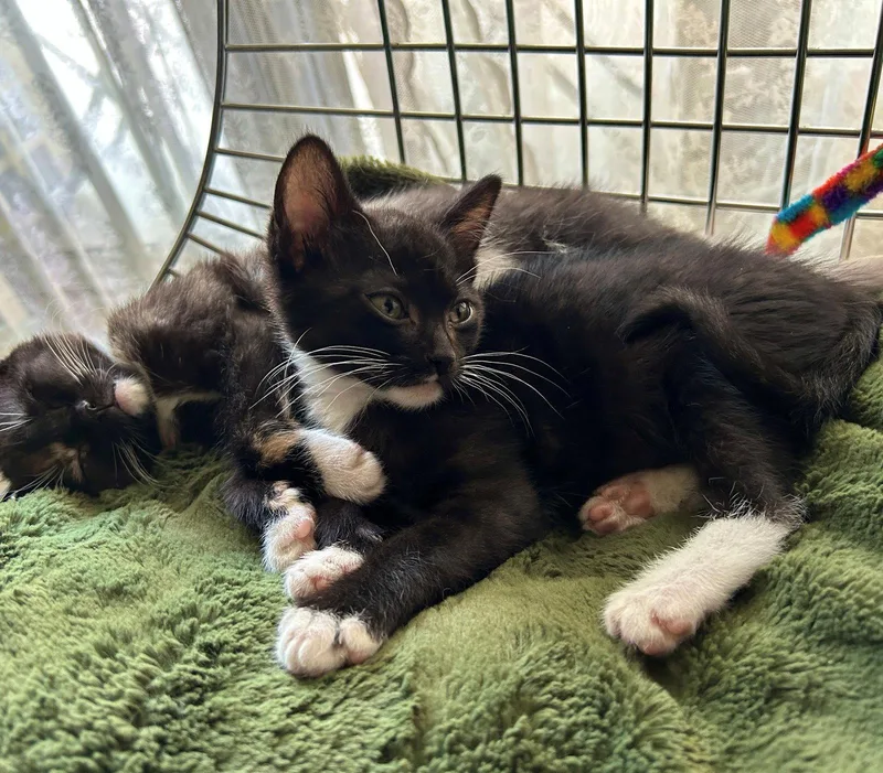 A baby small-sized male Black & White / Tuxedo Domestic Short Hair cat named Lyle for adoption in Phoenix, AZ