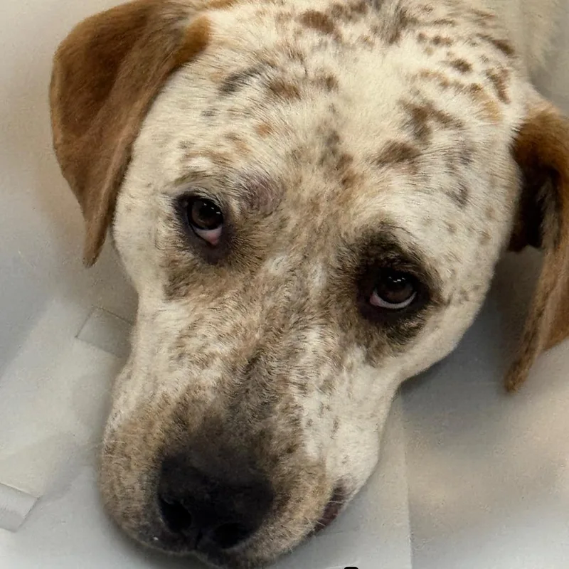 An adult medium-sized male White / Cream Mixed Breed dog named Whitey for adoption in Marble, NC