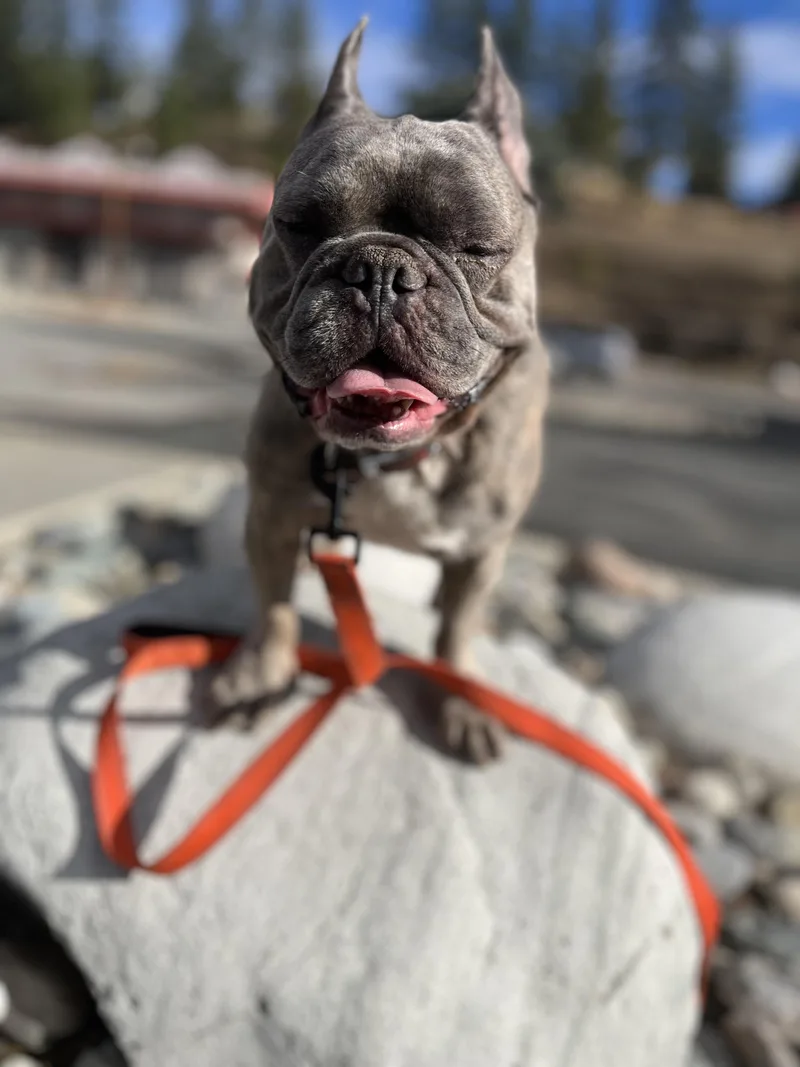 An adult medium-sized male Brindle French Bulldog dog named Luna and Henry for adoption in HEMET, CA