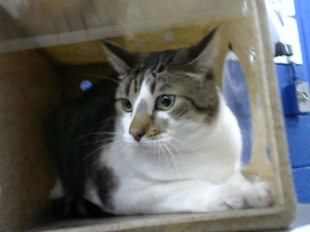 An adult medium-sized male Domestic Short Hair cat named Shenron for adoption in Albuquerque, NM