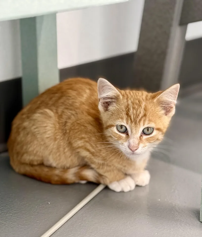 A baby small-sized male Orange & White Domestic Short Hair cat named Adam for adoption in Kalamazoo, MI