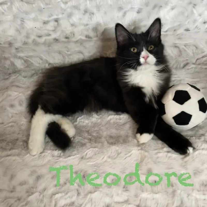 A baby small-sized male Black Domestic Medium Hair cat named Theodore for adoption in Spokane, WA