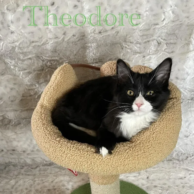 Theodore thumbnail 3