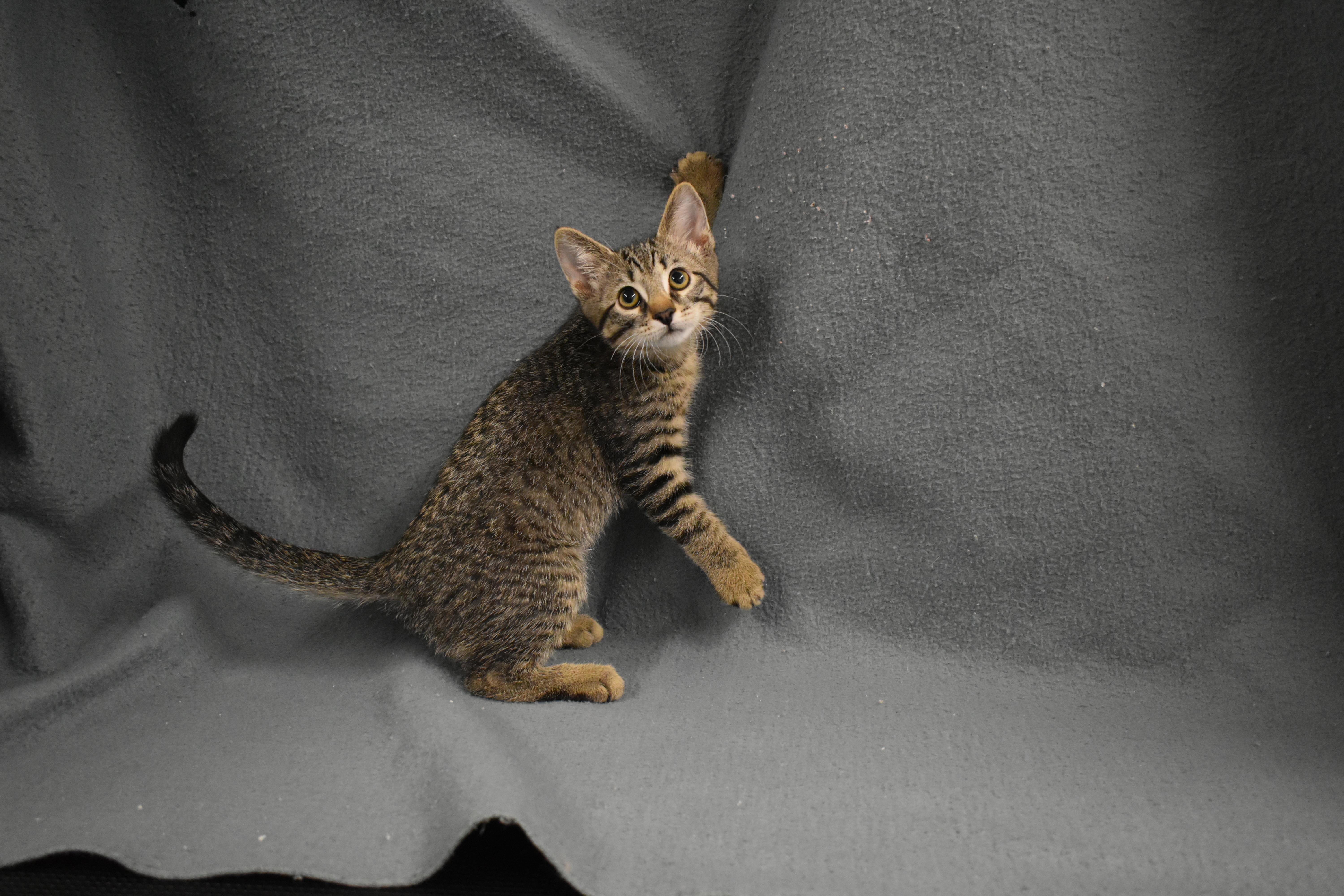 A baby medium-sized male Domestic Short Hair cat named Oberon for adoption in Auburn, NE