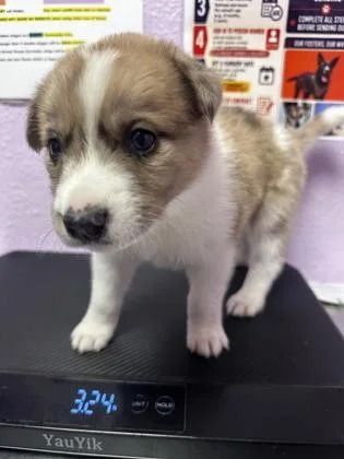 A baby small-sized female Brown / Chocolate Mixed Breed dog named 61289814 for adoption in El Paso, TX