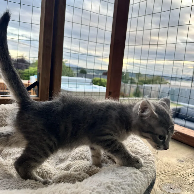 A baby medium-sized female Tabby (Gray / Blue / Silver) Domestic Short Hair cat named Twelve for adoption in Burlington, WA