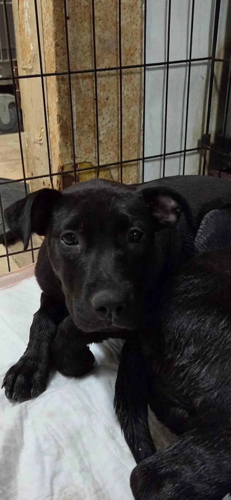 A baby large-sized female Pit Bull Terrier dog named Meg for adoption in El Centro, CA
