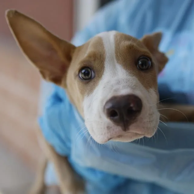 A baby medium-sized male Terrier dog named Luke for adoption in San Antonio, TX