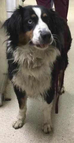 An adult large-sized female Australian Shepherd dog named Callie for adoption in Riverside, CA