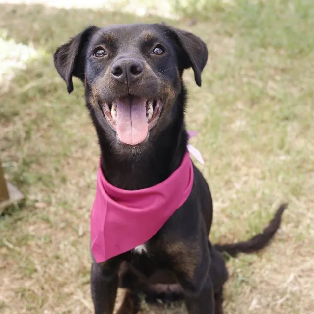 A young medium-sized female Labrador Retriever dog named Chispita for adoption in San Antonio, TX