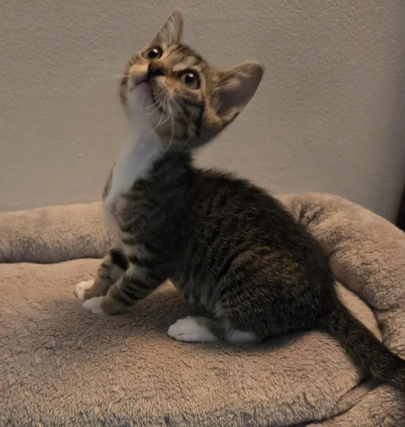 A baby medium-sized male Tabby (Brown / Chocolate) Domestic Short Hair cat named Brady for adoption in Lauderhill, FL